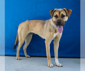 Retriever -Unknown Mix Dogs for adoption in Pasadena, CA, USA
