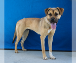 Small Retriever  Mix