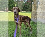 Small #4 Doberman Pinscher-Great Dane Mix
