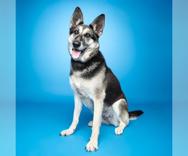 Medium Photo #3 Shollie Puppy For Sale in Santa Cruz, CA, USA
