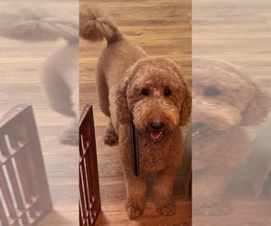 Mother of the Poodle (Standard) puppies born on 12/07/2023