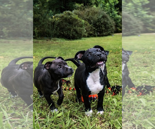Medium Photo #3 Staffordshire Bull Terrier Puppy For Sale in Maryville, TN, USA