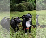 Small #2 Staffordshire Bull Terrier
