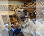 Small Photo #1 Golden Retriever Puppy For Sale in WILLIAMSBURG, VA, USA