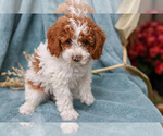 Small #1 Poodle (Miniature)