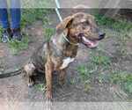 Small #3 Mountain Cur Mix