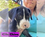Puppy Puppy 4 Chloe Great Dane