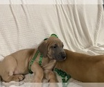 Small Photo #9 Great Dane Puppy For Sale in TWAIN HARTE, CA, USA