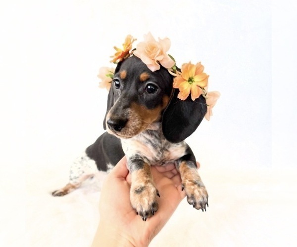 Medium Photo #4 Dachshund Puppy For Sale in DAVIS, CA, USA