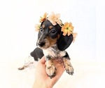 Small #3 Dachshund