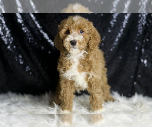 Medium Photo #4 Goldendoodle (Miniature) Puppy For Sale in WARSAW, IN, USA