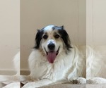 Small Great Pyrenees Mix