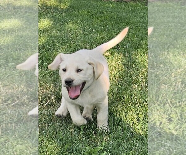 Medium Photo #20 Labrador Retriever Puppy For Sale in CEDAREDGE, CO, USA