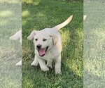 Small Photo #20 Labrador Retriever Puppy For Sale in CEDAREDGE, CO, USA