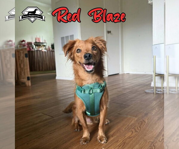 Medium Photo #2 Dachshund-Unknown Mix Puppy For Sale in San Antonio, TX, USA