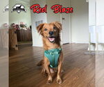 Small Photo #2 Dachshund-Unknown Mix Puppy For Sale in San Antonio, TX, USA