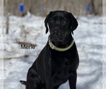 Small Photo #4 Labrador Retriever Puppy For Sale in MENAHGA, MN, USA