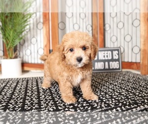 Cavapoo Puppy for sale in NAPLES, FL, USA