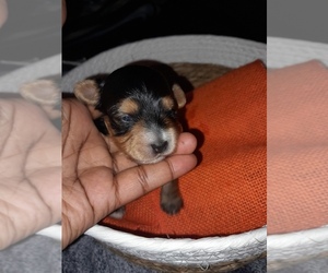 Poodle (Toy)-YorkiePoo Mix Puppy for sale in SHELBY, NC, USA