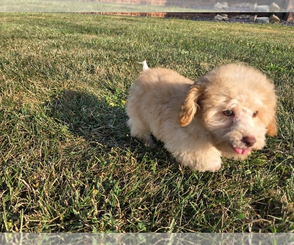 Medium Photo #9 Poodle (Toy) Puppy For Sale in CARLYLE, IL, USA