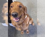 Small #1 Golden Retriever