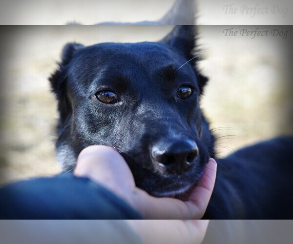 Medium Photo #9 German Shepherd Dog Puppy For Sale in Milpitas, CA, USA