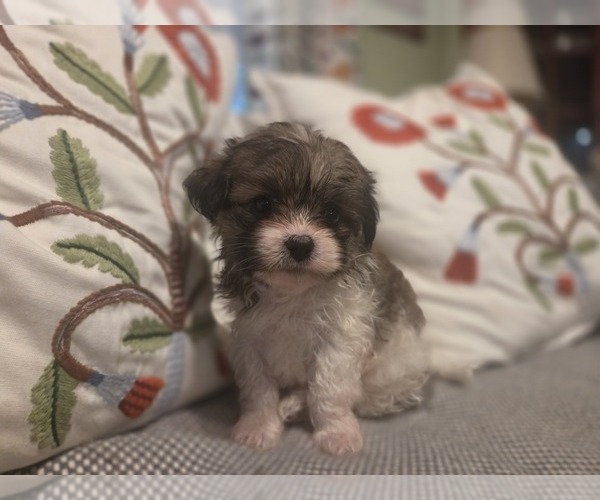 Medium Photo #33 Maltipom Puppy For Sale in HUDSON, MA, USA