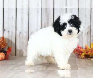 Poochon Puppy for sale in MOUNT VERNON, OH, USA