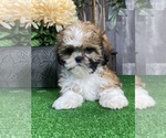 Small #3 Shih Tzu