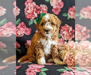 Goldendoodle (Miniature) Puppy for sale in KIRKWOOD, PA, USA