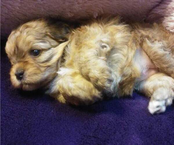 Medium Photo #2 Shih-Poo Puppy For Sale in SAN ANTONIO, TX, USA