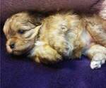 Small Photo #2 Shih-Poo Puppy For Sale in SAN ANTONIO, TX, USA