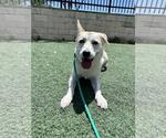 Small Photo #7 Siberian Husky-Unknown Mix Puppy For Sale in Rockwall, TX, USA