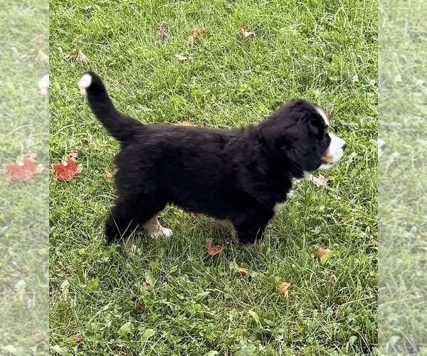 Medium Photo #17 Bernese Mountain Dog Puppy For Sale in EMLENTON, PA, USA