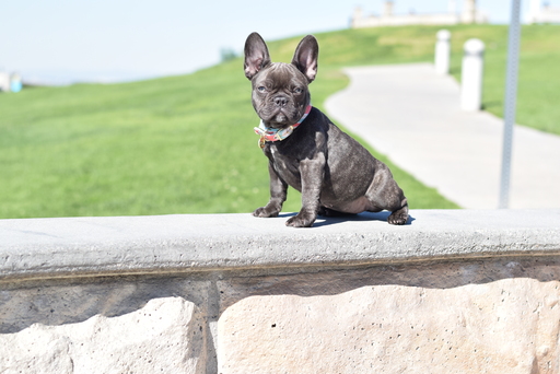 Medium Photo #7 French Bulldog Puppy For Sale in INGLEWOOD, CA, USA