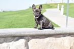 Small Photo #7 French Bulldog Puppy For Sale in INGLEWOOD, CA, USA