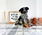 Puppy Bluto Australian Cattle Dog-Border Collie Mix