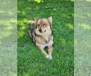 Australian Shepherd-Unknown Mix Dogs for adoption in Winter Park, CO, USA