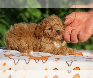 Poodle (Toy) Puppy for sale in DYERSBURG, TN, USA