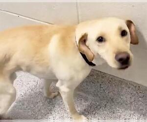 Labrador Retriever Dogs for adoption in Houston, TX, USA