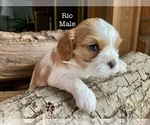 Puppy Rio Cavalier King Charles Spaniel