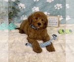 Small #3 Goldendoodle mix (+ Poodle Miniature)