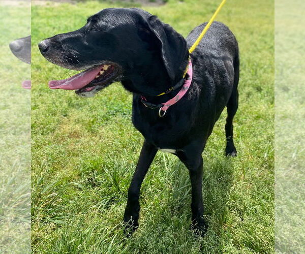 Medium Photo #6 Great Dane-Poodle (Standard) Mix Puppy For Sale in Pacolet, SC, USA