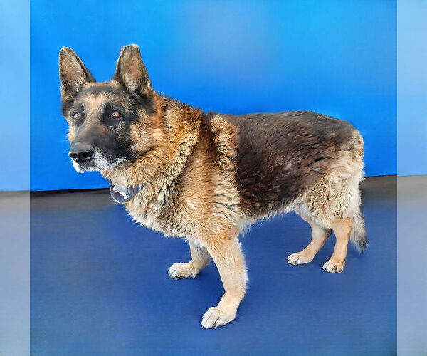 Medium Photo #2 German Shepherd Dog Puppy For Sale in Pasadena, CA, USA