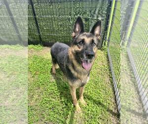 German Shepherd Dog Dogs for adoption in Abbeville, LA, USA