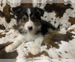 Small Photo #4 Australian Shepherd Puppy For Sale in ASTOR, FL, USA