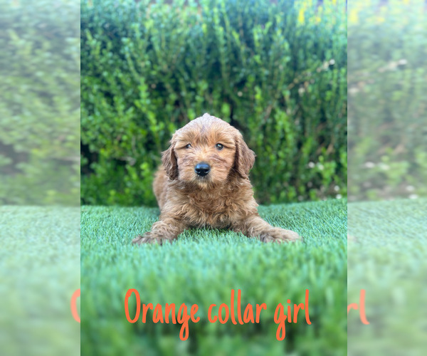 Medium Photo #6 Goldendoodle (Miniature) Puppy For Sale in BAKERSFIELD, CA, USA