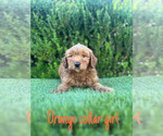 Small #5 Goldendoodle (Miniature)
