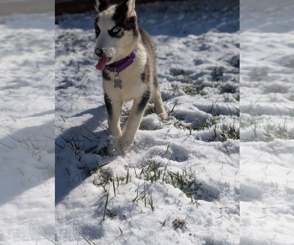 Medium Photo #16 - Mix Puppy For Sale in Holly Springs, NC, USA