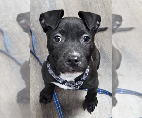 Medium Photo #1 Mutt Puppy For Sale in Clarkston, MI, USA